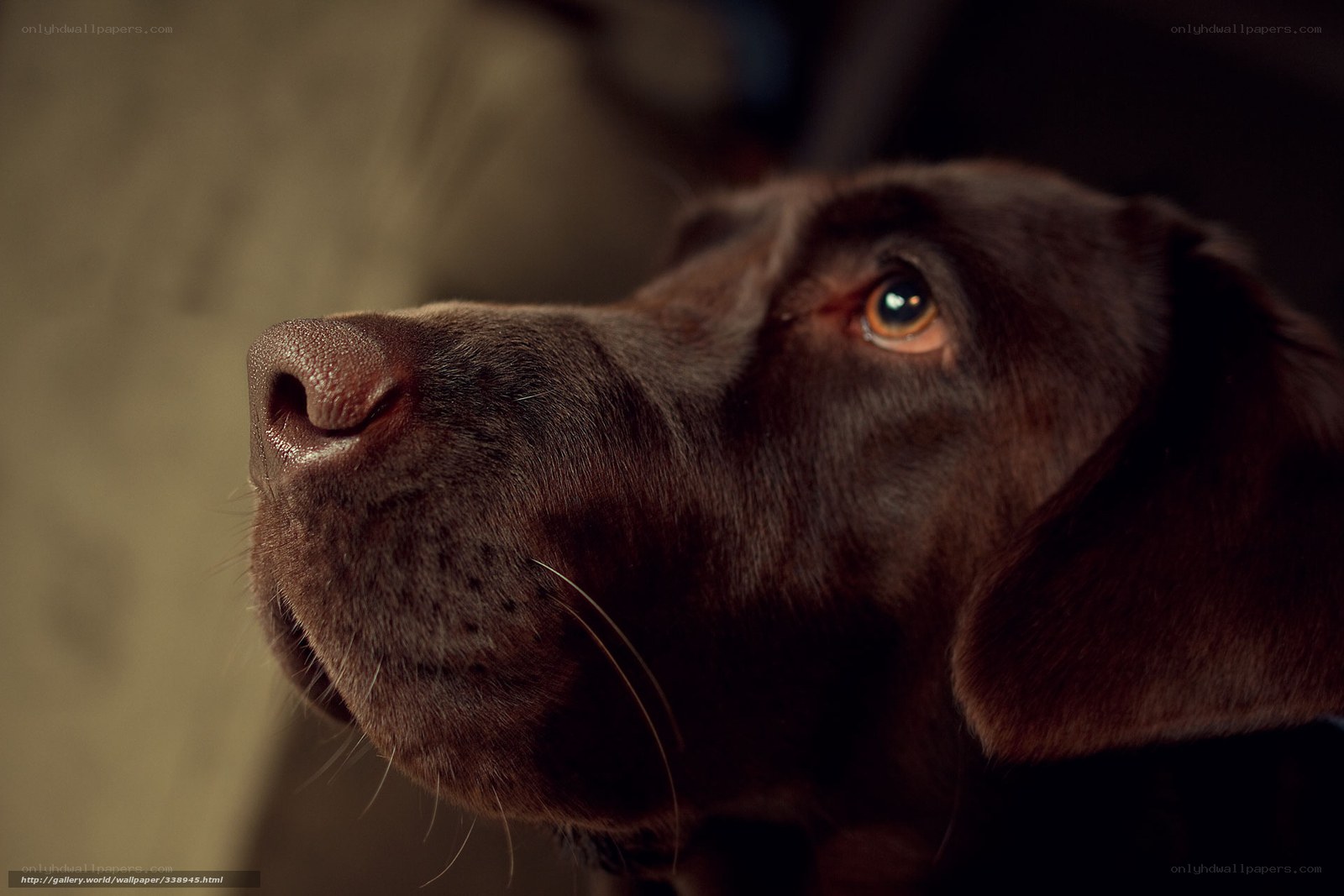 close-up of chocolate lab