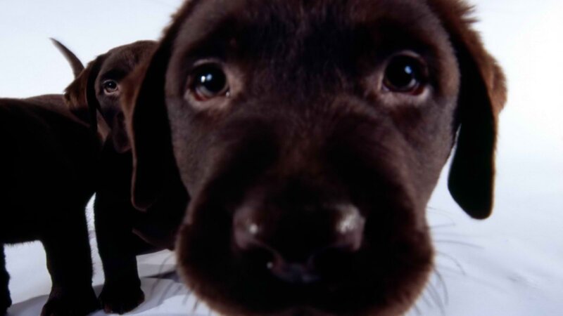 Close-up of chocolate Labrador puppies