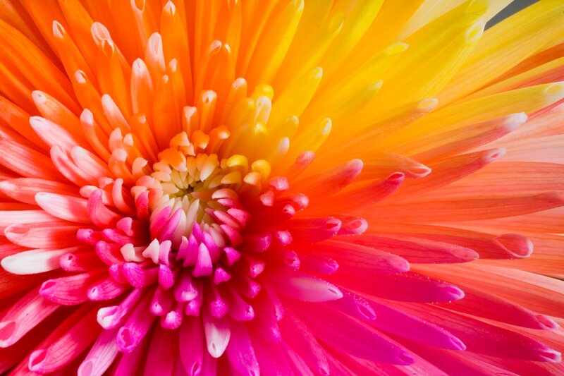 Close-up of Chrysanthemum Flower