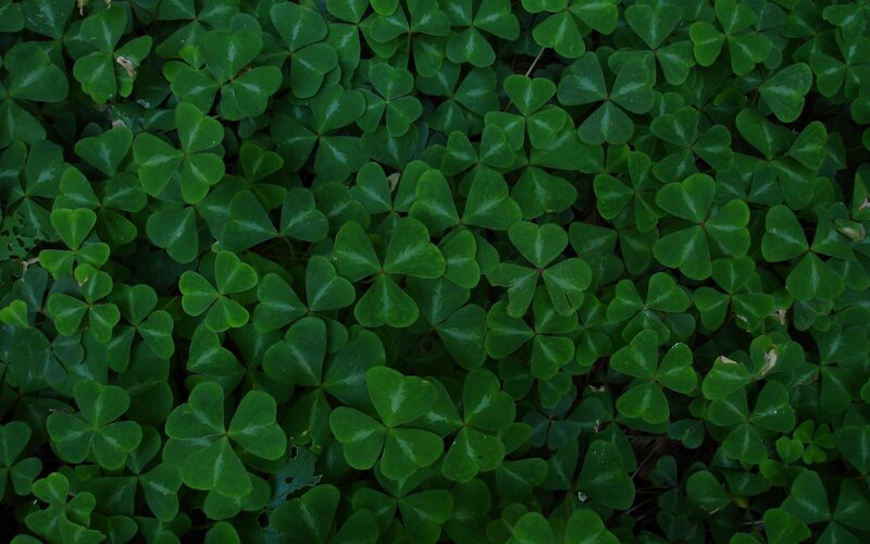Close-up of Clover Leaves