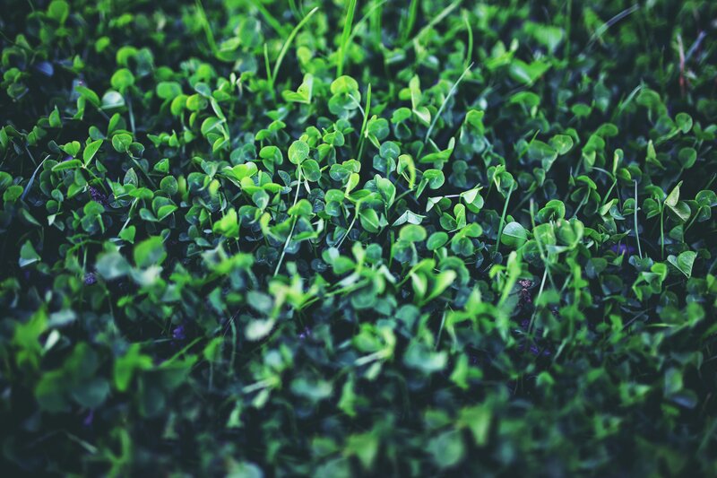 Close-up of Clover Plants