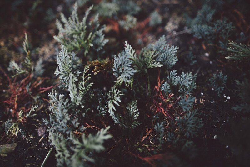 Close-up of Club Moss