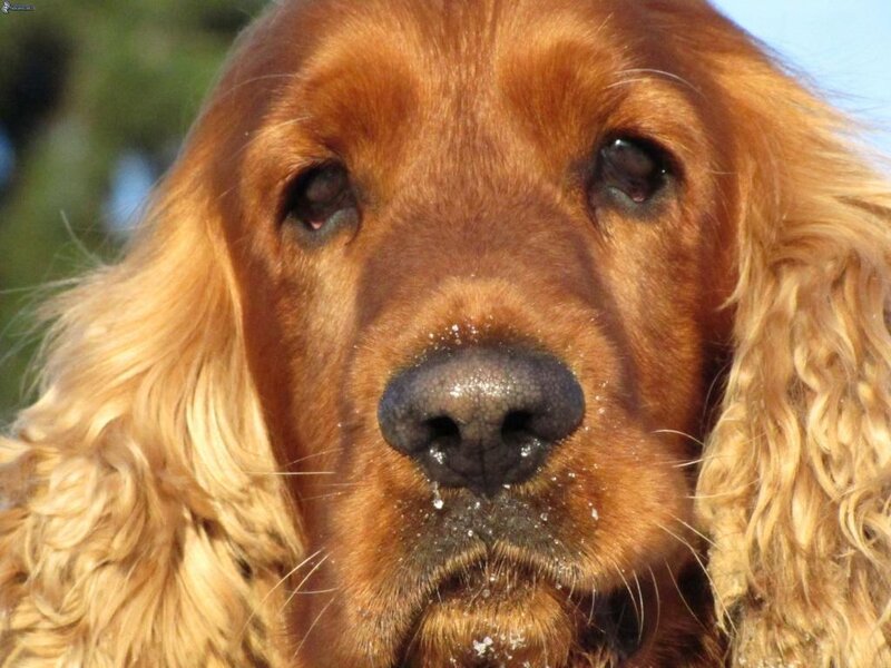 Close-up of Cocker Spaniel — Brown