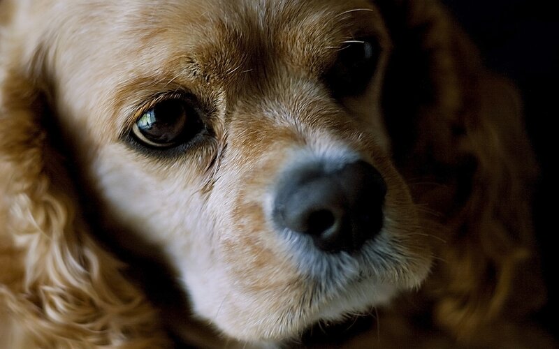 Close-up of Cocker Spaniel