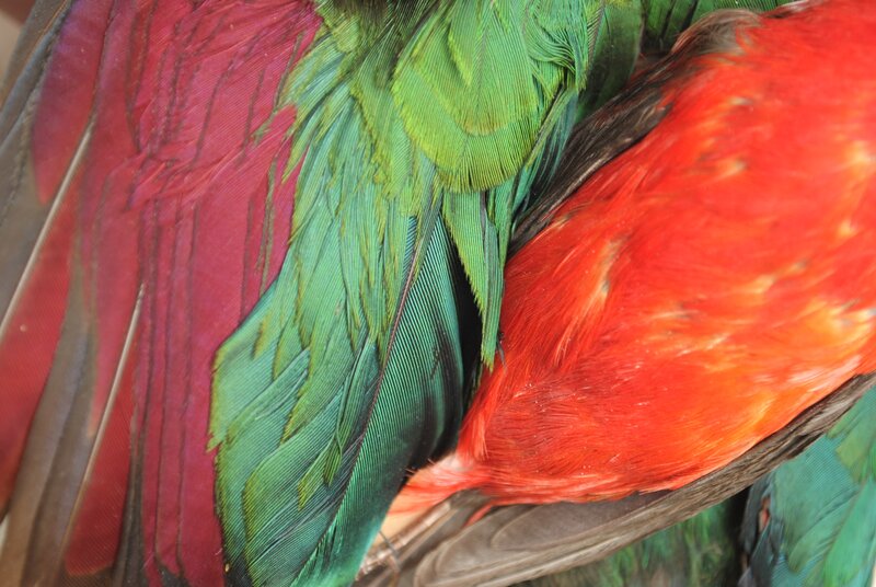 Close-up of colorful bird feathers