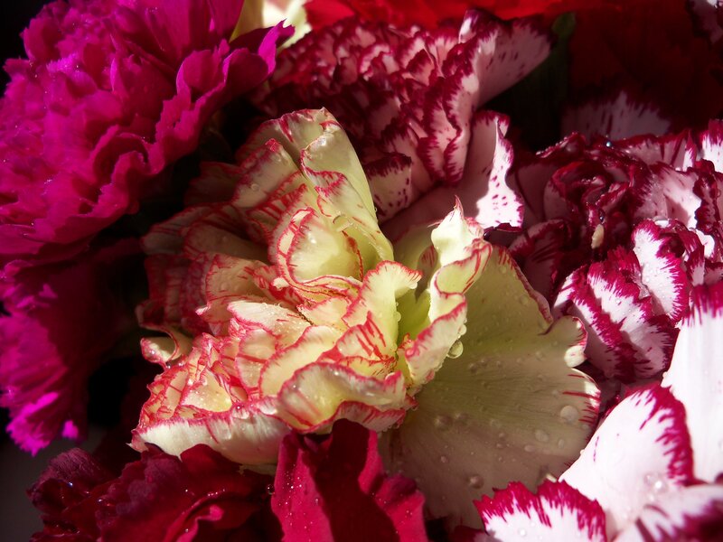 Close-up of colorful carnations