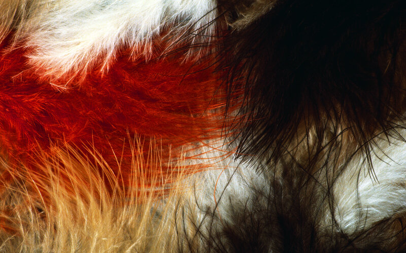 close-up of colorful feathers