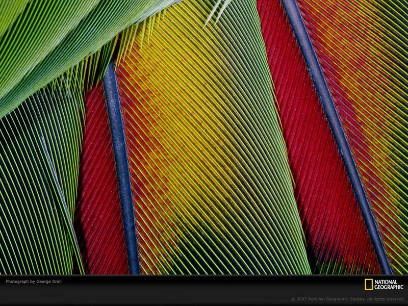 Close-up of Colorful Feathers — Green