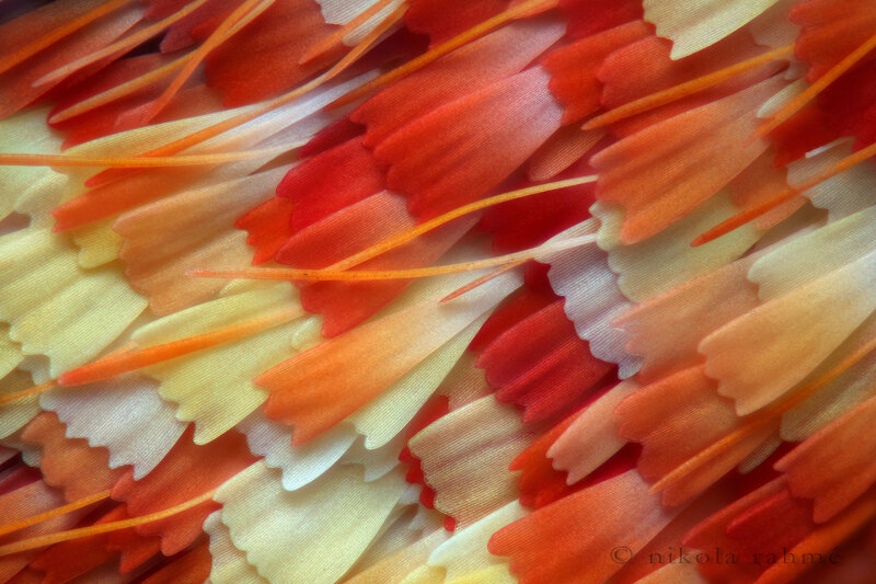 Close-up of colorful feathers