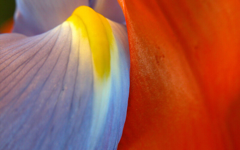 Close-up of colorful flower petals