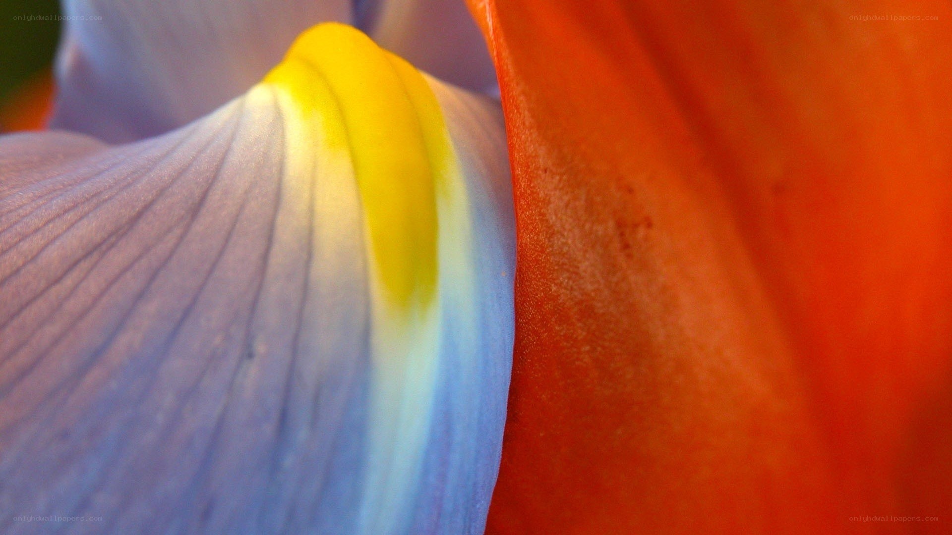 Close-up of colorful flower petals