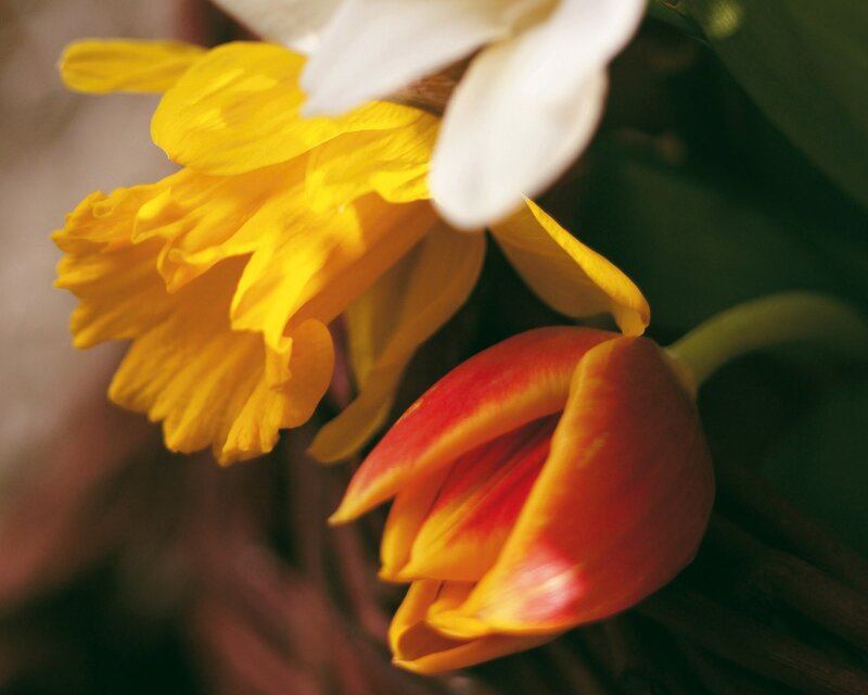 Close-up of colorful flowers