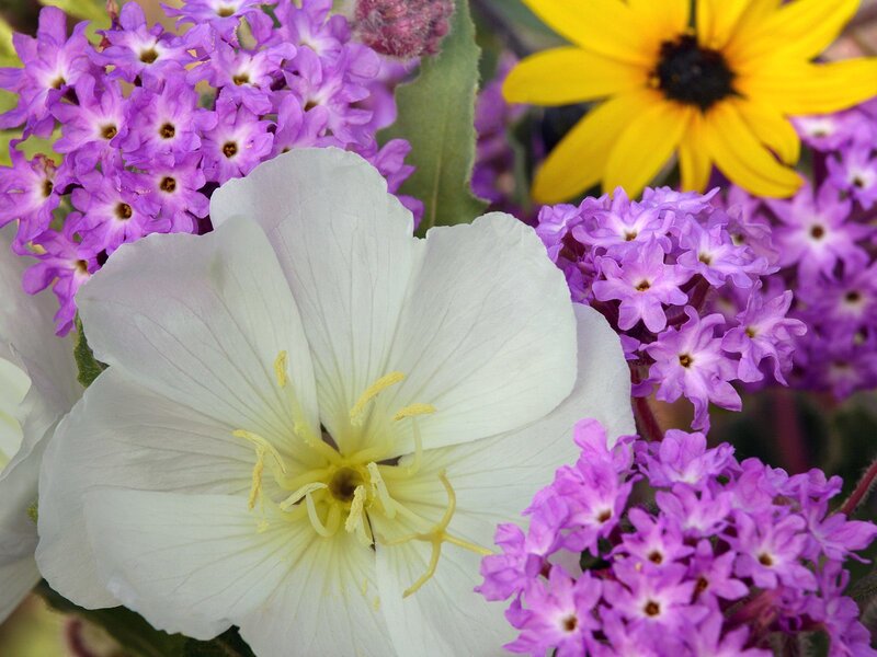 Close-up of colorful flowers