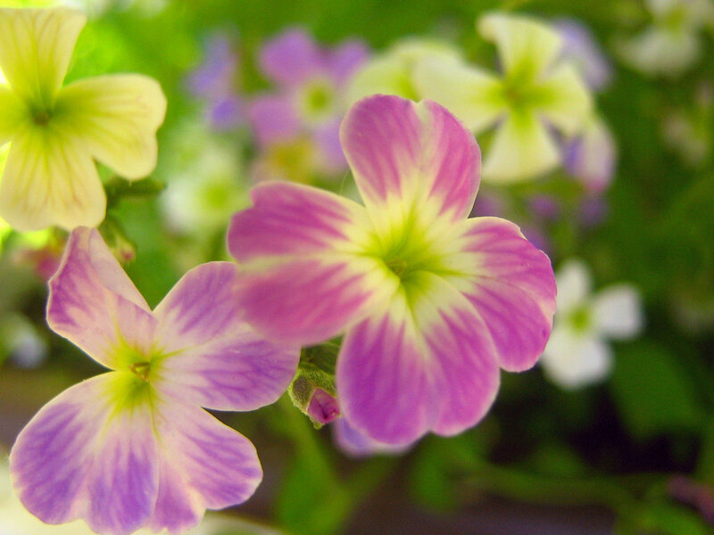 Close-up of colorful flowers
