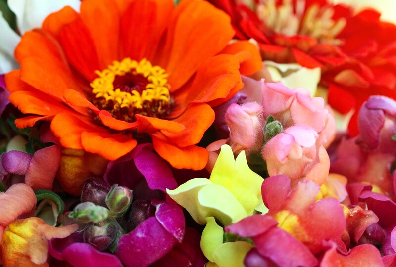 Close-up of Colorful Flowers — Orange, Vibrant