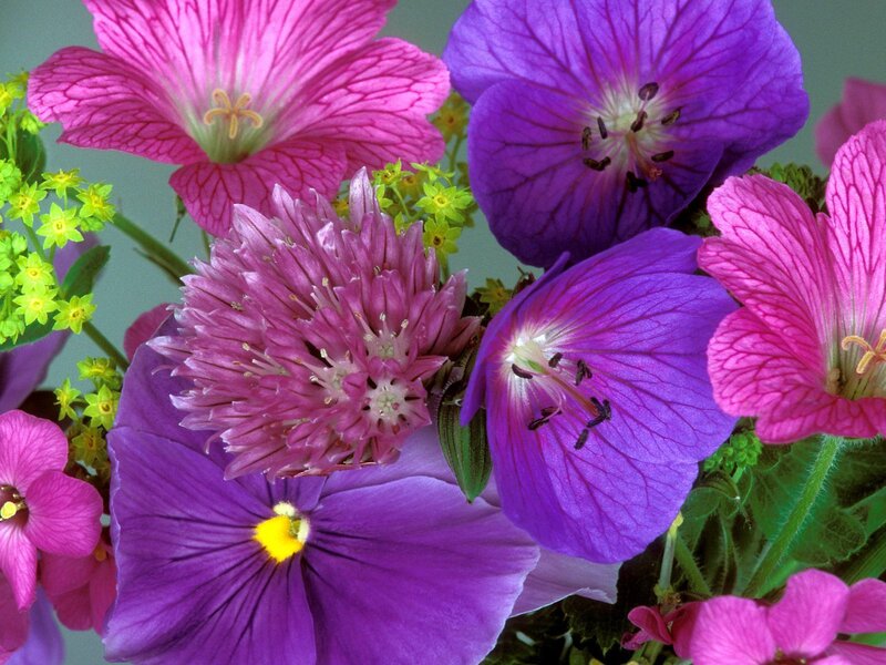Close-up of Colorful Flowers — Purple