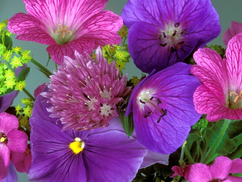 Close-up of Colorful Flowers — Purple, Vibrant, Spring