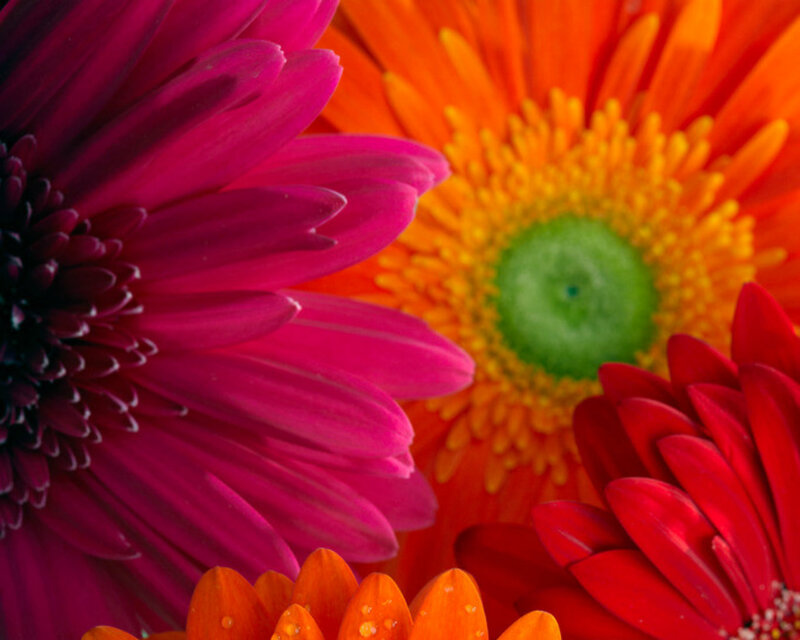 Close-up of Colorful Gerbera Daisies