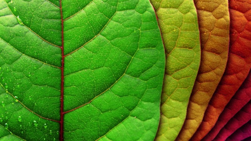 Close-up of Colorful Leaves