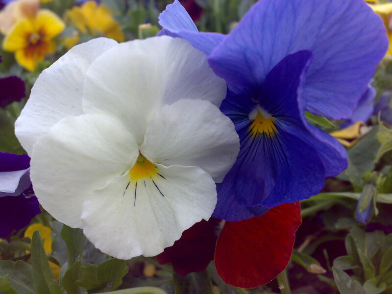 Close-up of colorful pansies