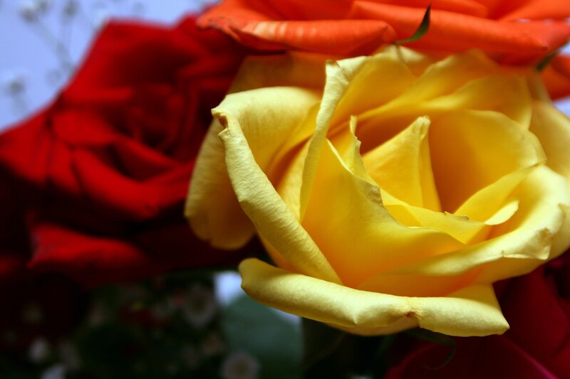Close-up of colorful roses