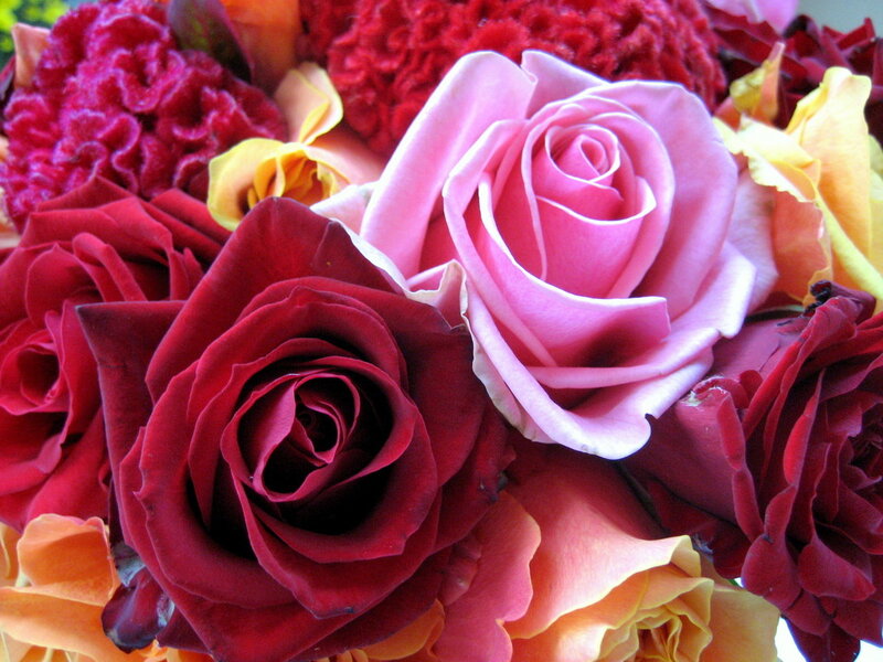 Close-up of colorful roses