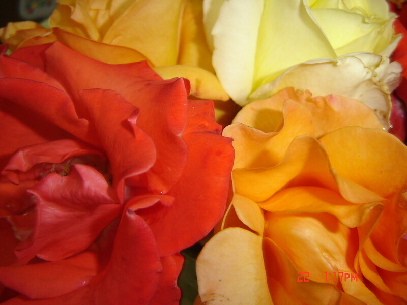 Close-up of Colorful Roses — Red