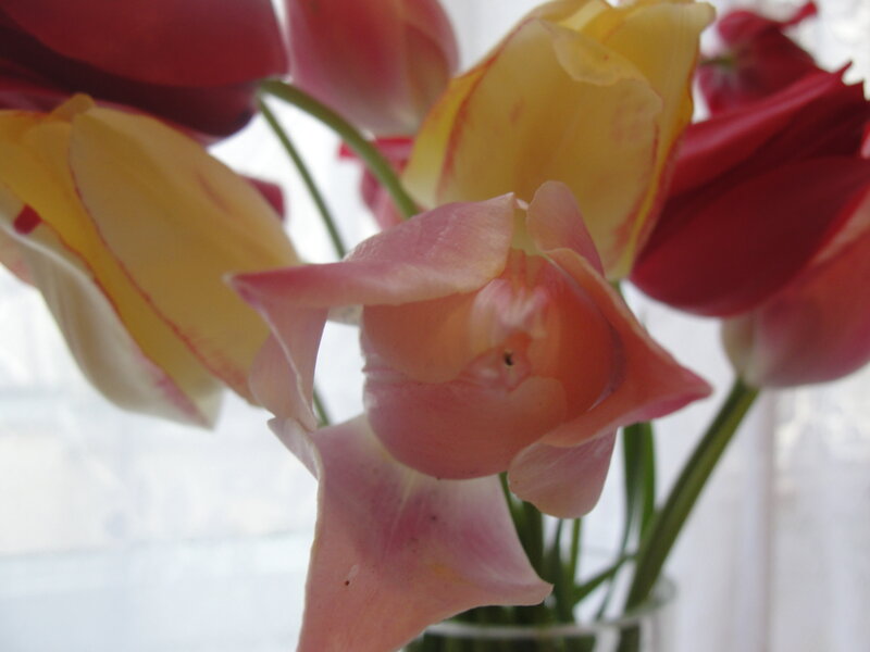 Close-up of colorful tulips