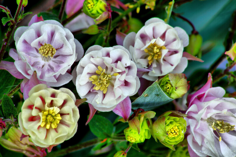 Close-up of Columbine Flowers
