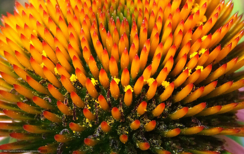 Close-up of Coneflower Center