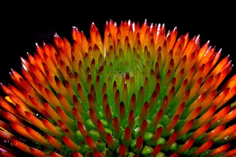 Close-up of Coneflower — Red
