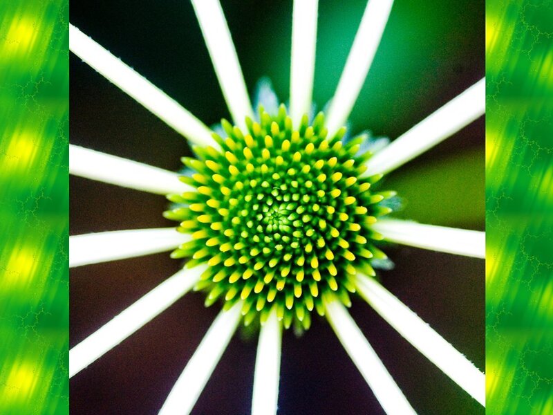 Close-up of Coneflower