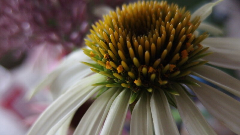Close-up of Coneflower — Yellow