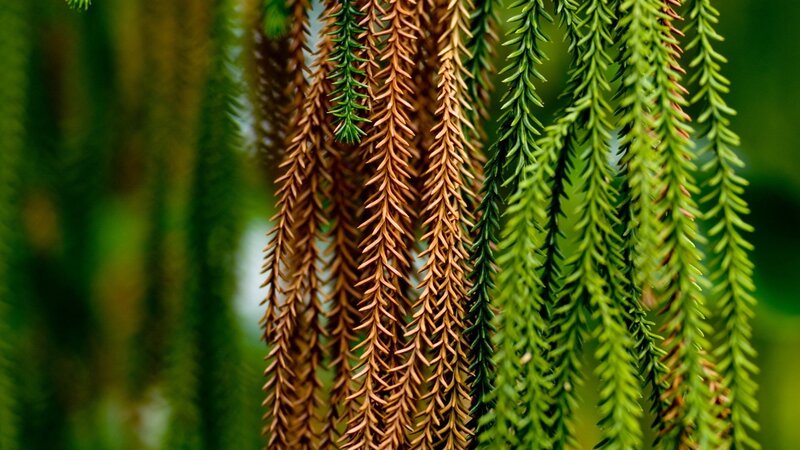Close-up of conifer branches