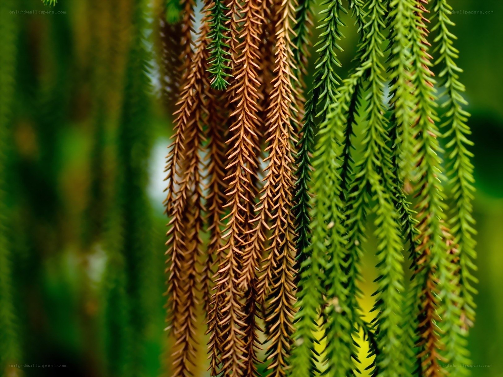 Close-up of conifer branches