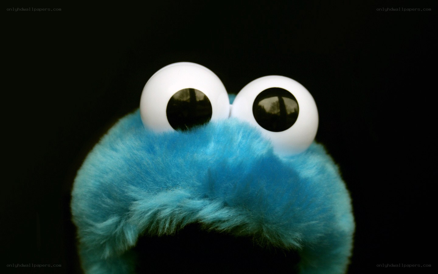 close-up of cookie monster