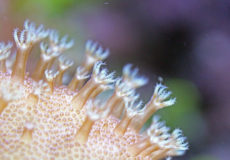 Close-up of coral polyps