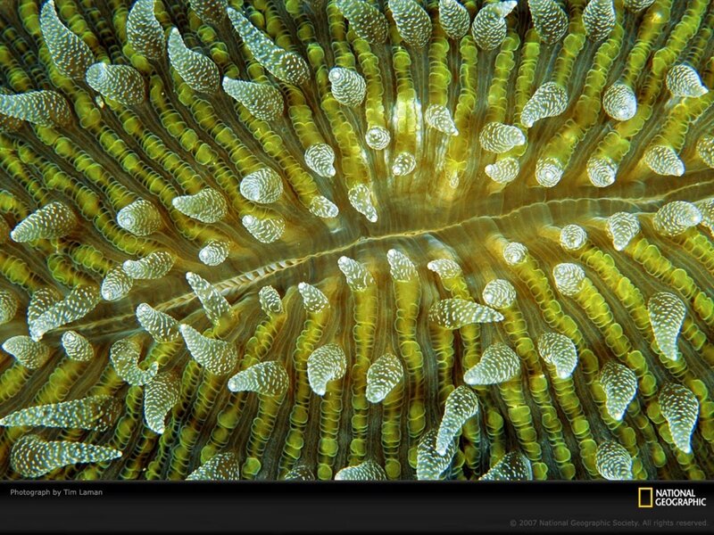 Close-up of coral polyps