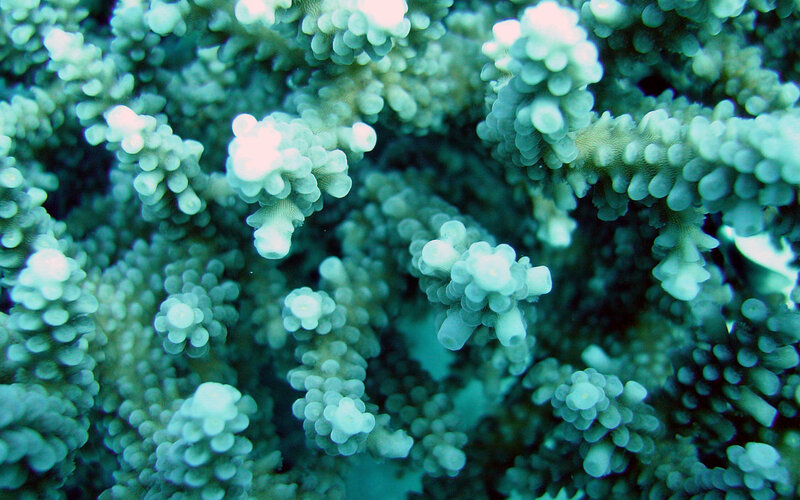 close-up of coral polyps