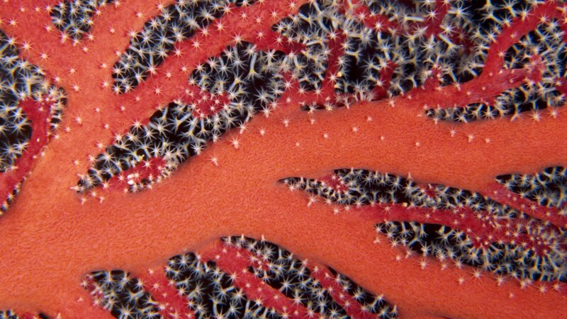 Close-up of coral polyps