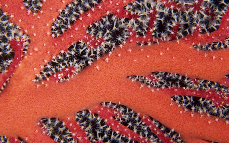 Close-up of coral polyps
