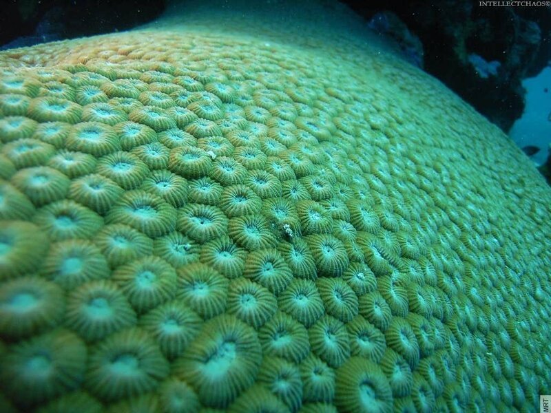 close-up of coral polyps
