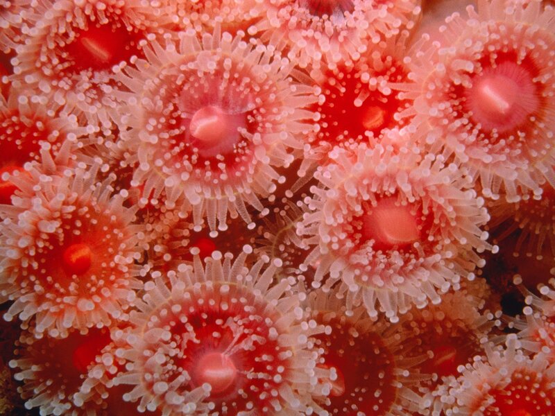 Close-up of coral polyps
