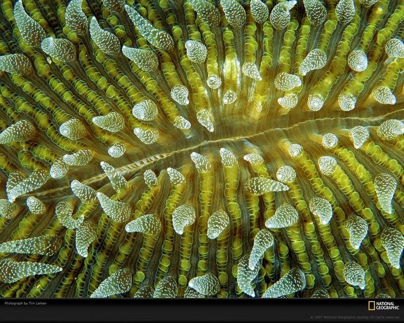 Close-up of Coral Polyps — Green