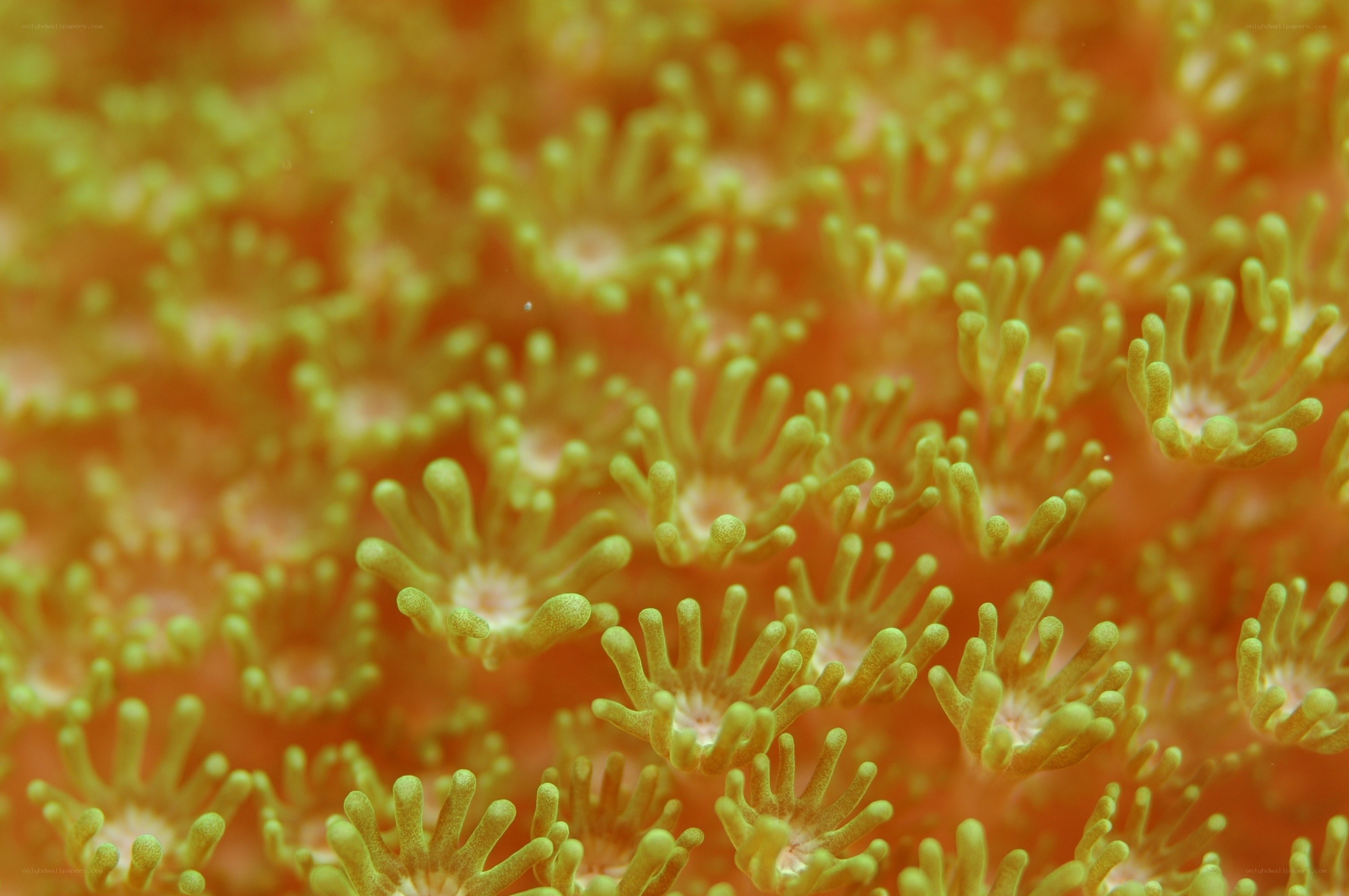 Close-up of coral polyps