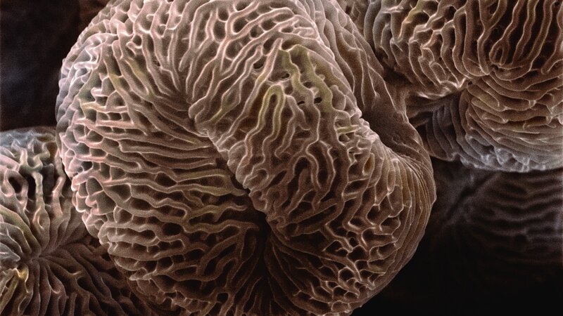 Close-up of coral texture