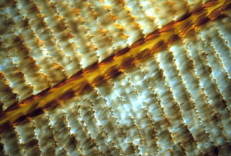 Close-up of coral texture