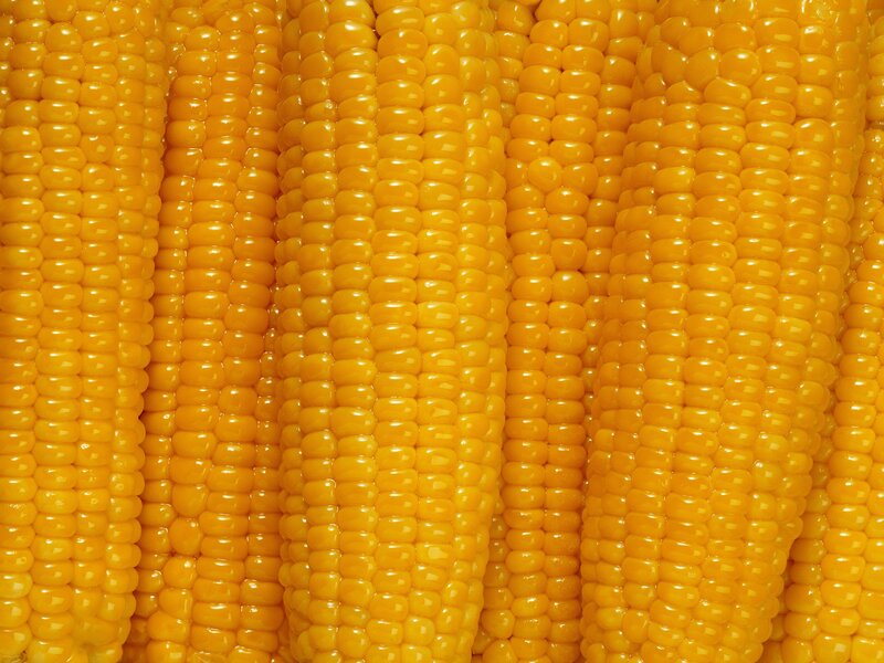 Close-up of corn cobs