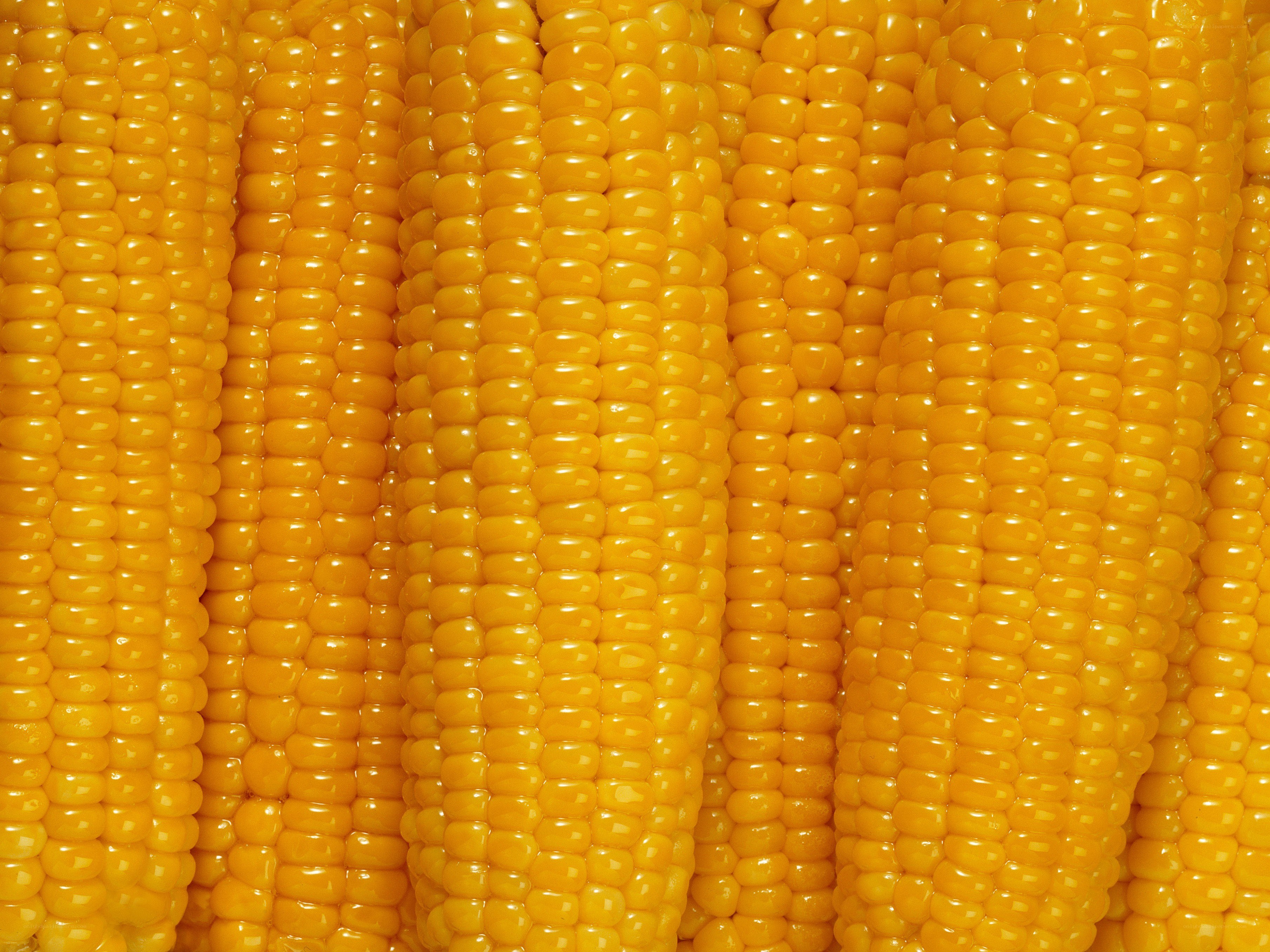 Close-up of corn cobs