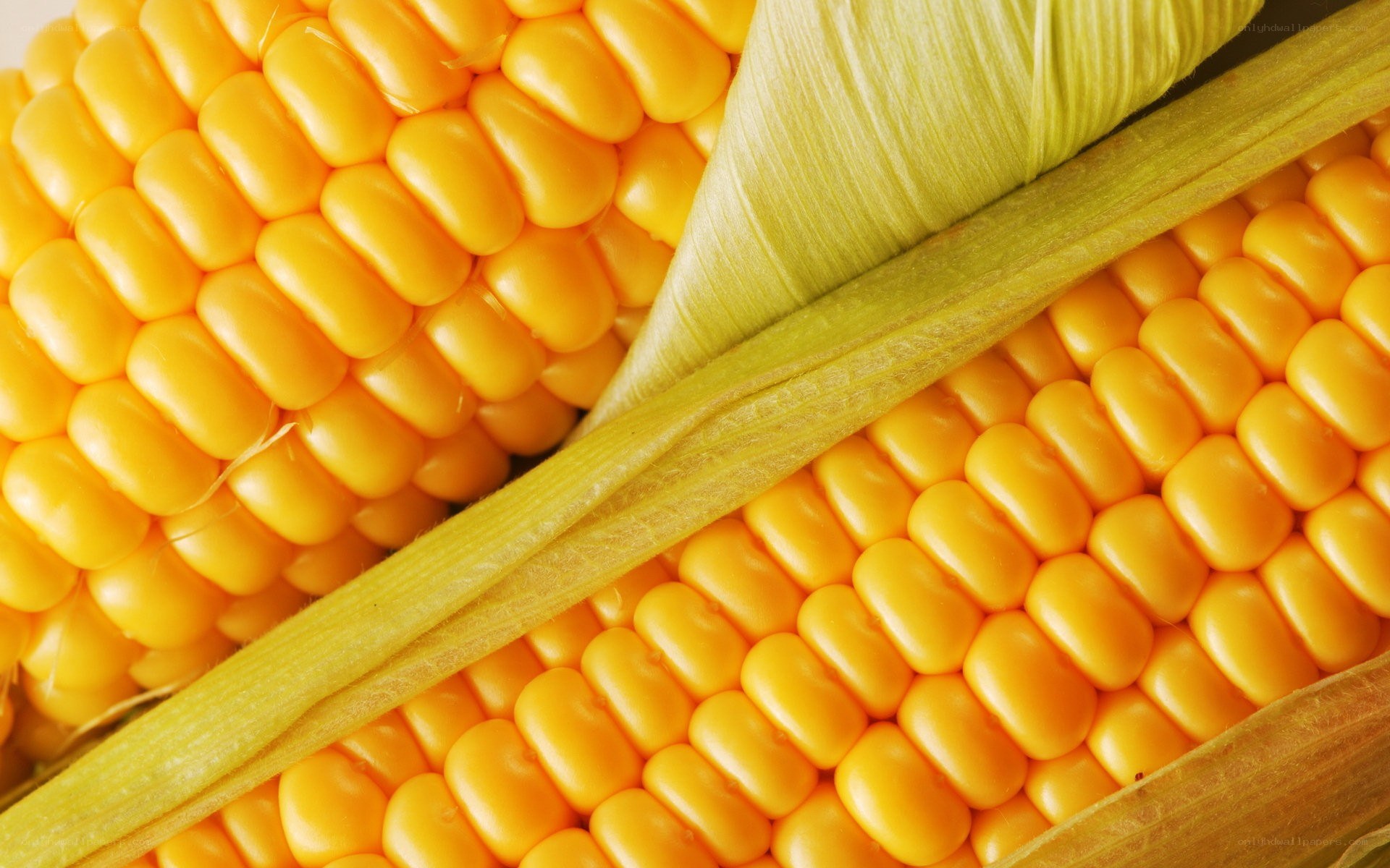 Close-up of corn cobs